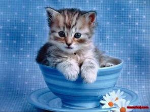 小猫吃哈密瓜正常吗视频,探索猫咪的新鲜食趣