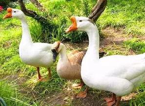 网红大鹅鹅吃瓜视频,揭秘网红圈幕后故事