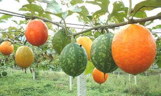 广东人吃吊瓜视频大全图片,吊瓜美食大赏，视觉味蕾双重享受