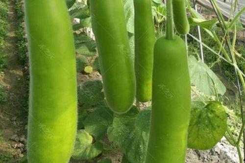 瓠瓜怎么烧着吃最好吃视频,家常美味，营养满分