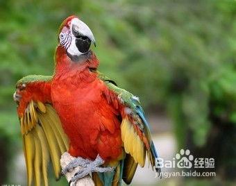 鹦鹉可以吃白瓜嘛视频,白瓜的适宜性探讨