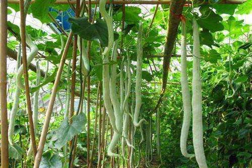 孕妇吃蛇瓜好不好呀视频,孕妇食用蛇瓜的利弊探讨