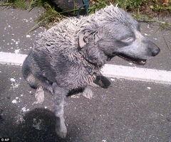 车祸三只狗吃瓜视频,吃瓜群众笑翻网络