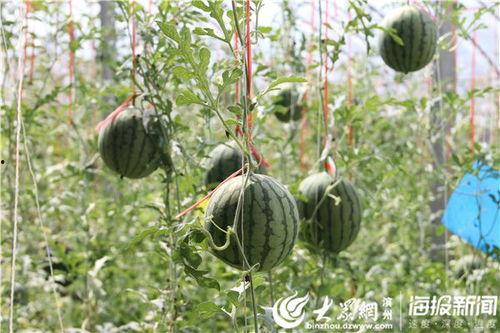 山东邹城吃瓜事件视频