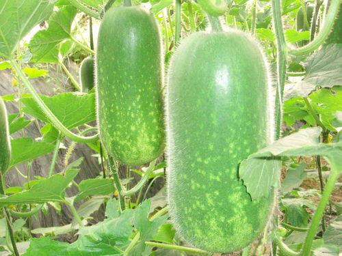 霸王花吃瓜视频大全,笑料横生，欢乐无限