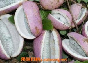 吃八月瓜要吐籽视频,趣味视频带你体验独特食趣