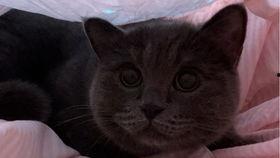 猫咪吃小瓜视频大全,萌态百出视频大盘点