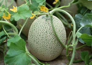 小宝吃哈密瓜好吗视频,甜蜜滋味，快乐分享