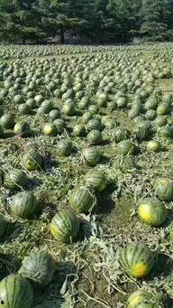 陇南康县吃瓜事件视频,一场引发热议的网络视频风波