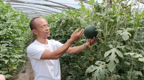 山东菏泽巨野吃瓜事件视频,一场网络热议的乡村奇观