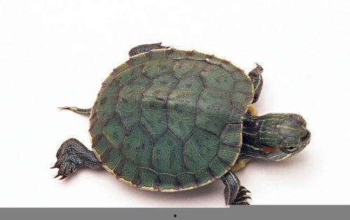 大瓜吃老鳖视频,一场爆笑的视觉盛宴