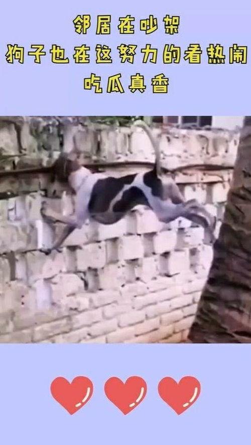 小狗看热闹吃瓜视频