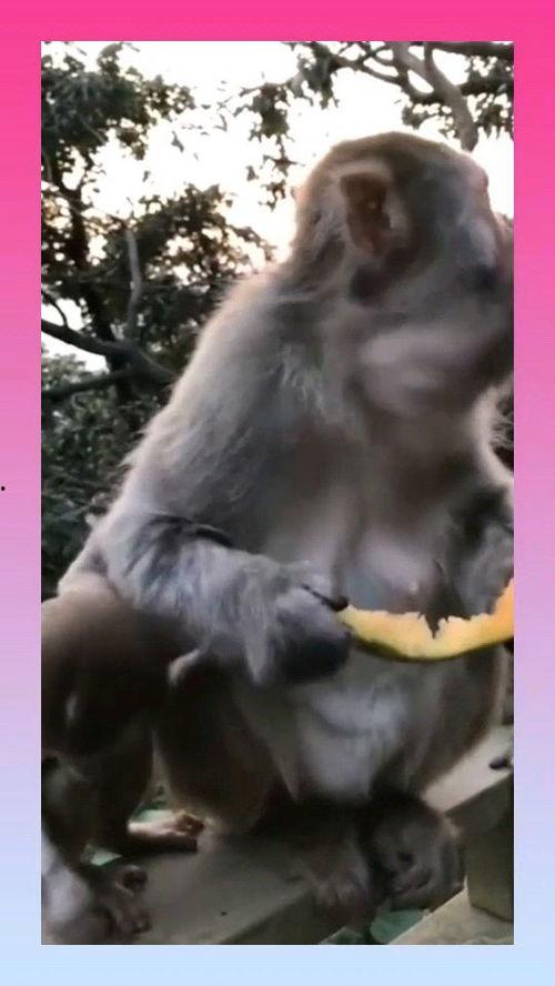 猴子博主吃瓜视频大全,趣味横生的娱乐圈揭秘