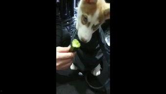 蓝瓜怎么给狗吃最好吃视频,狗狗最爱吃的美食制作方法